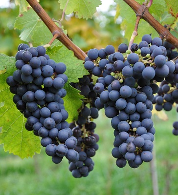 Ʒ(Cabernet Franc)