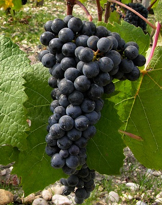 ζ(Petit Verdot)