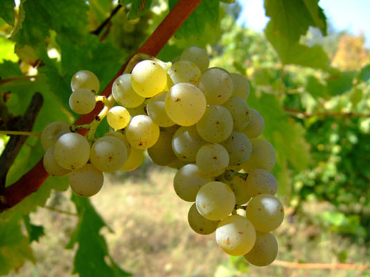 ˼(Sauvignon Blanc)