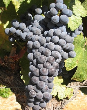 Ľϻ(Mourvedre)