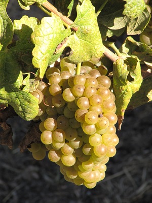 ɺ(Roussanne)