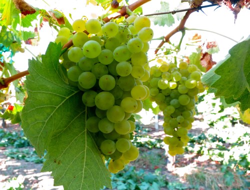 Ũ(Torrontes)