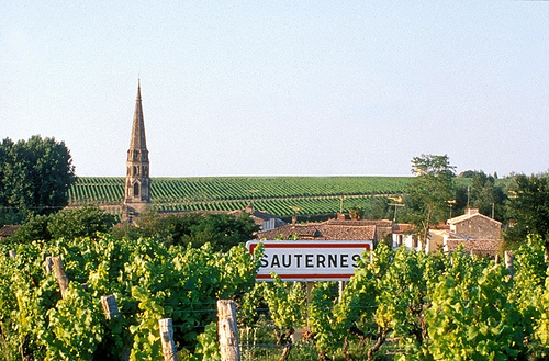 Sauternes1.jpg