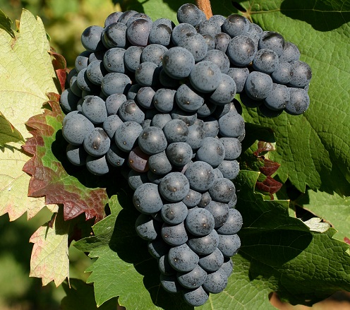 01-mourvedre-180823.jpg