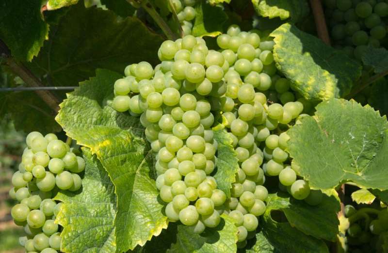 2-pinot-blanc-180827.jpg